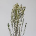 White Waxflower