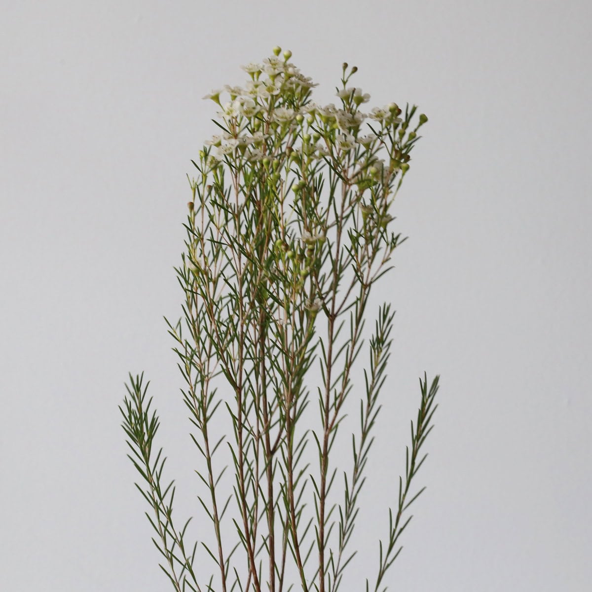 White Waxflower