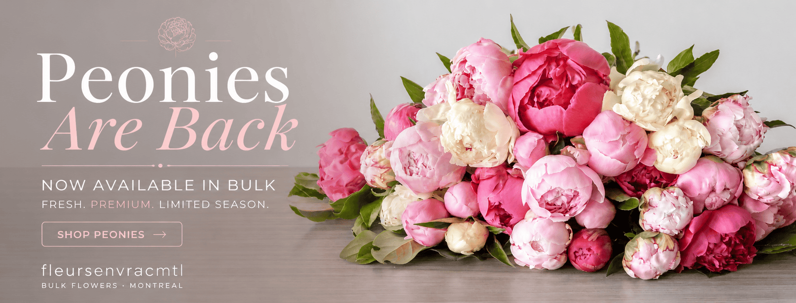 Bulk peonies in Montreal – fresh pink and white peony flowers available in bulk