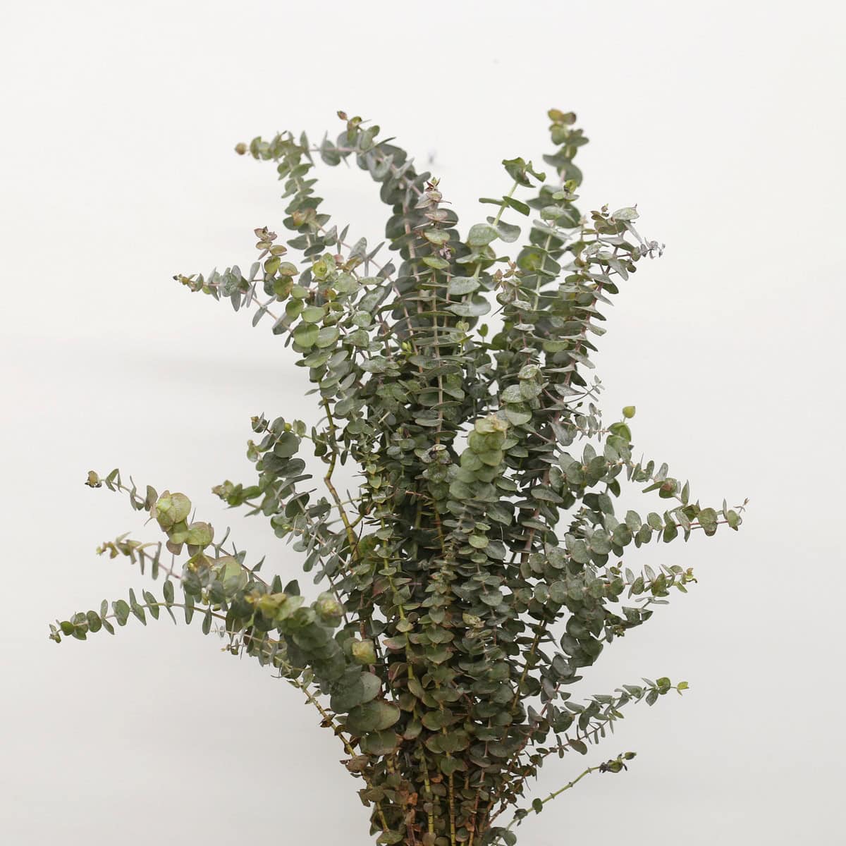 Baby Eucalyptus