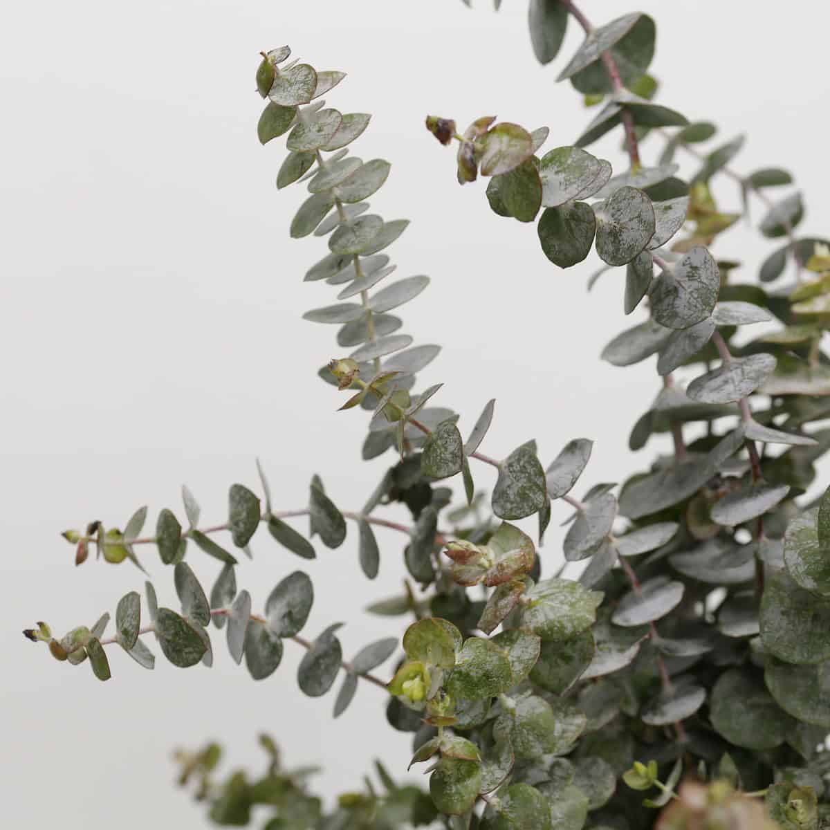 Baby Eucalyptus hover