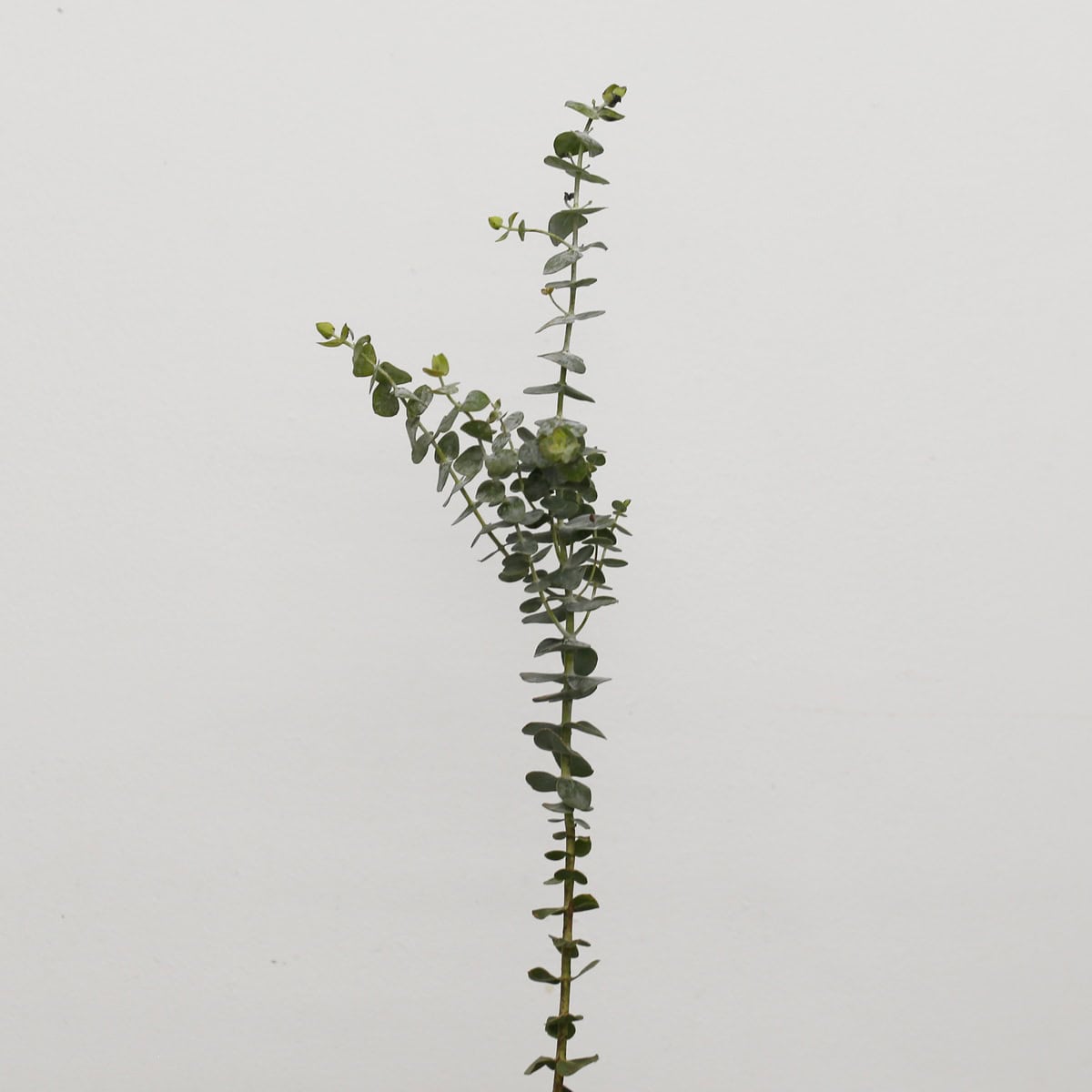 Fresh Baby Eucalyptus stem with silver green foliage