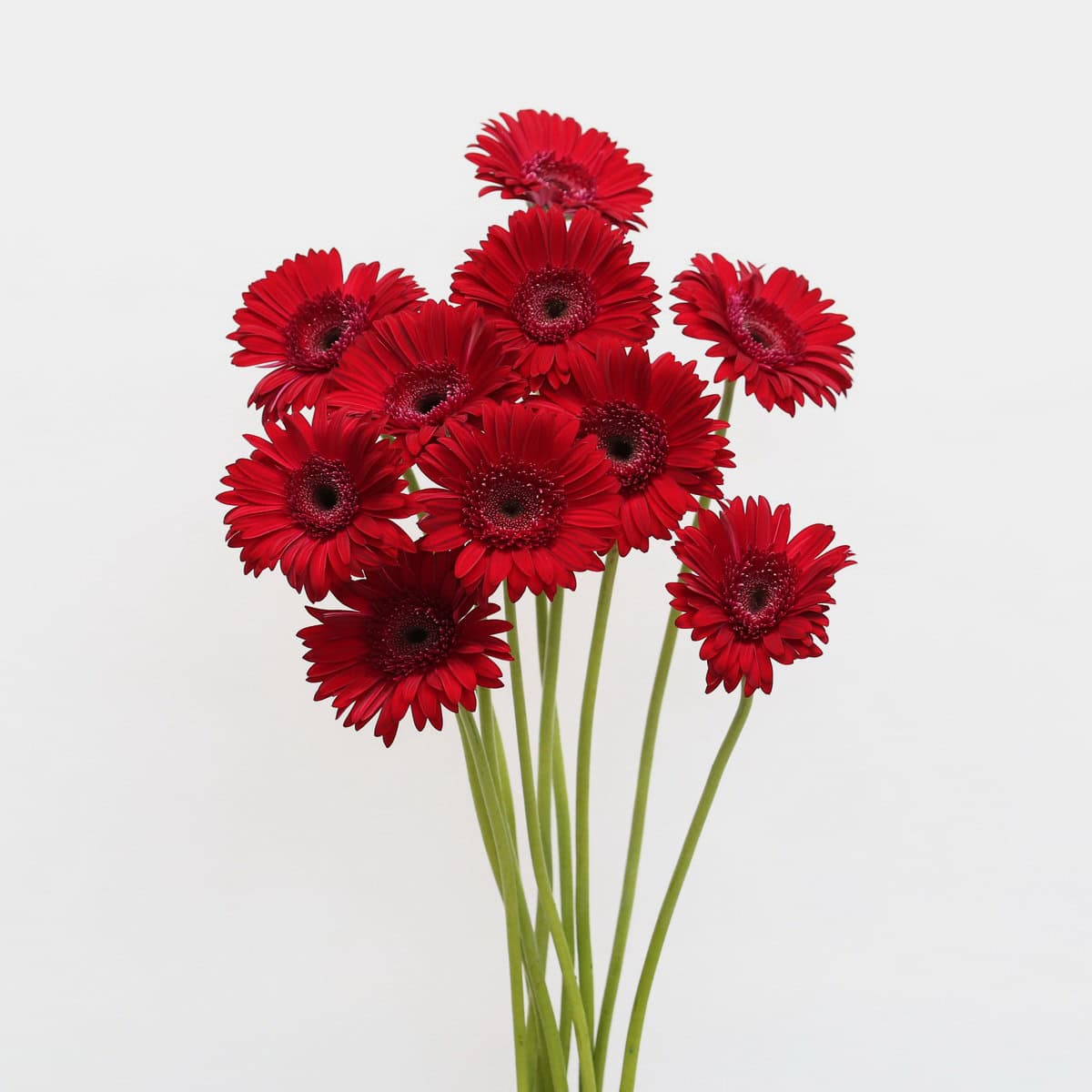Gerbera Amarone