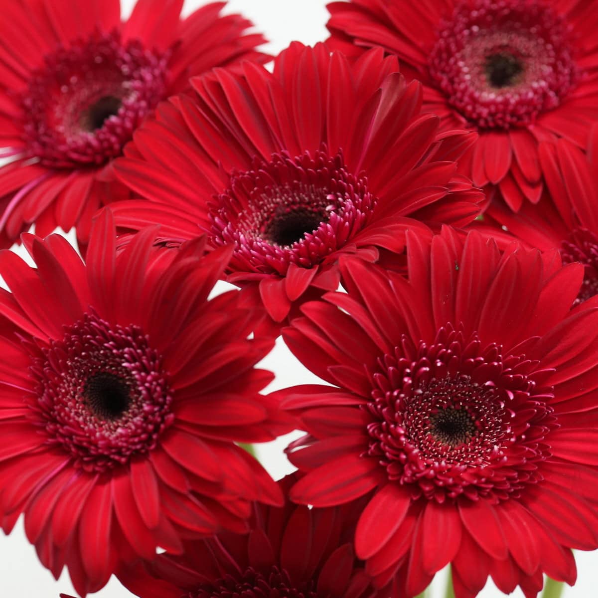 Close-up of Gerbera Amarone featuring rich deep red blooms with dark centers.