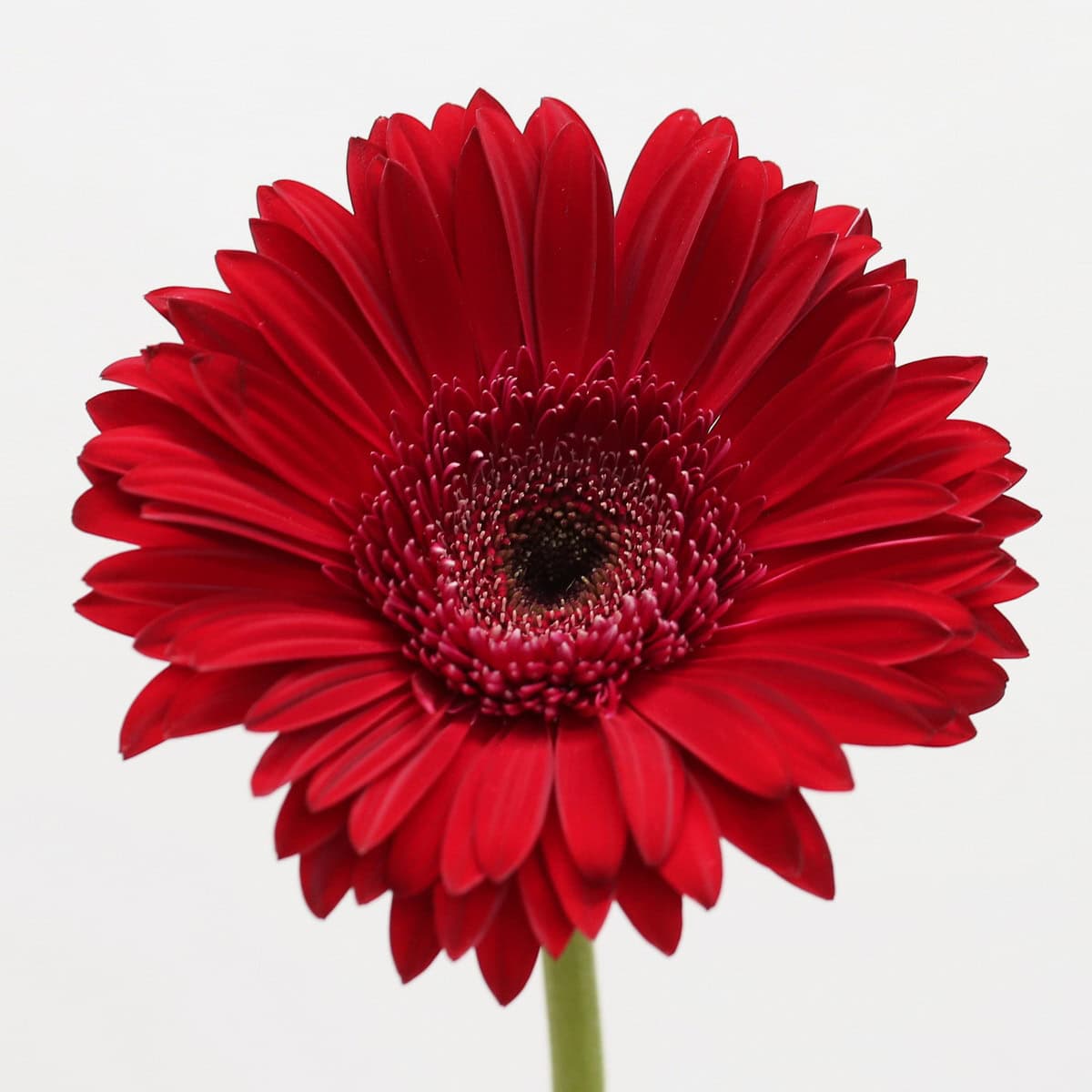 Close-up of a Gerbera Amarone flower with deep red petals and dark center.