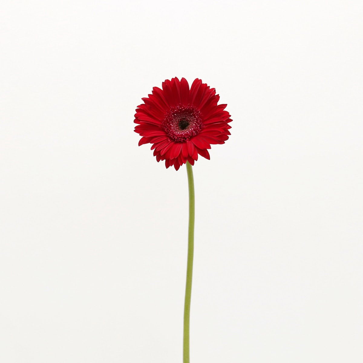 Single stem of Gerbera Amarone with deep red petals and dark center.