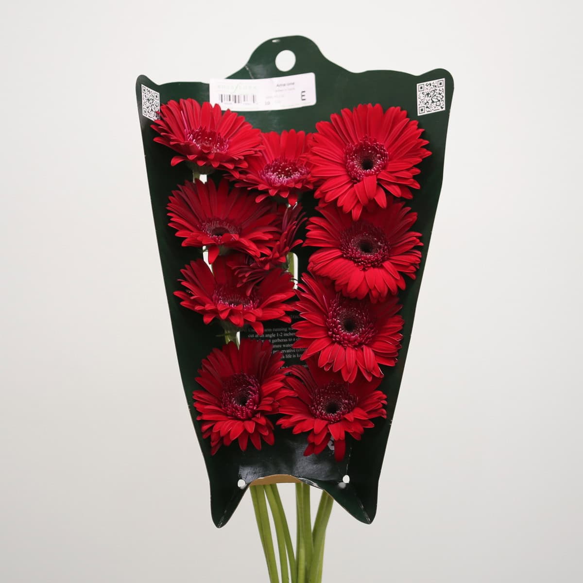 Bunch of Gerbera Amarone flowers in grower sleeve with deep red blooms.