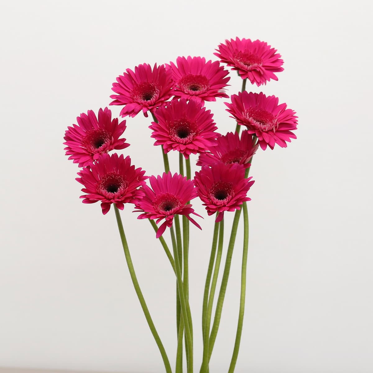 Gerbera Arcade