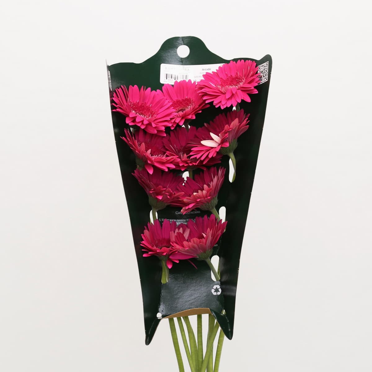 Bunch of Gerbera Arcade fuchsia gerberas packaged for wholesale flower sales.