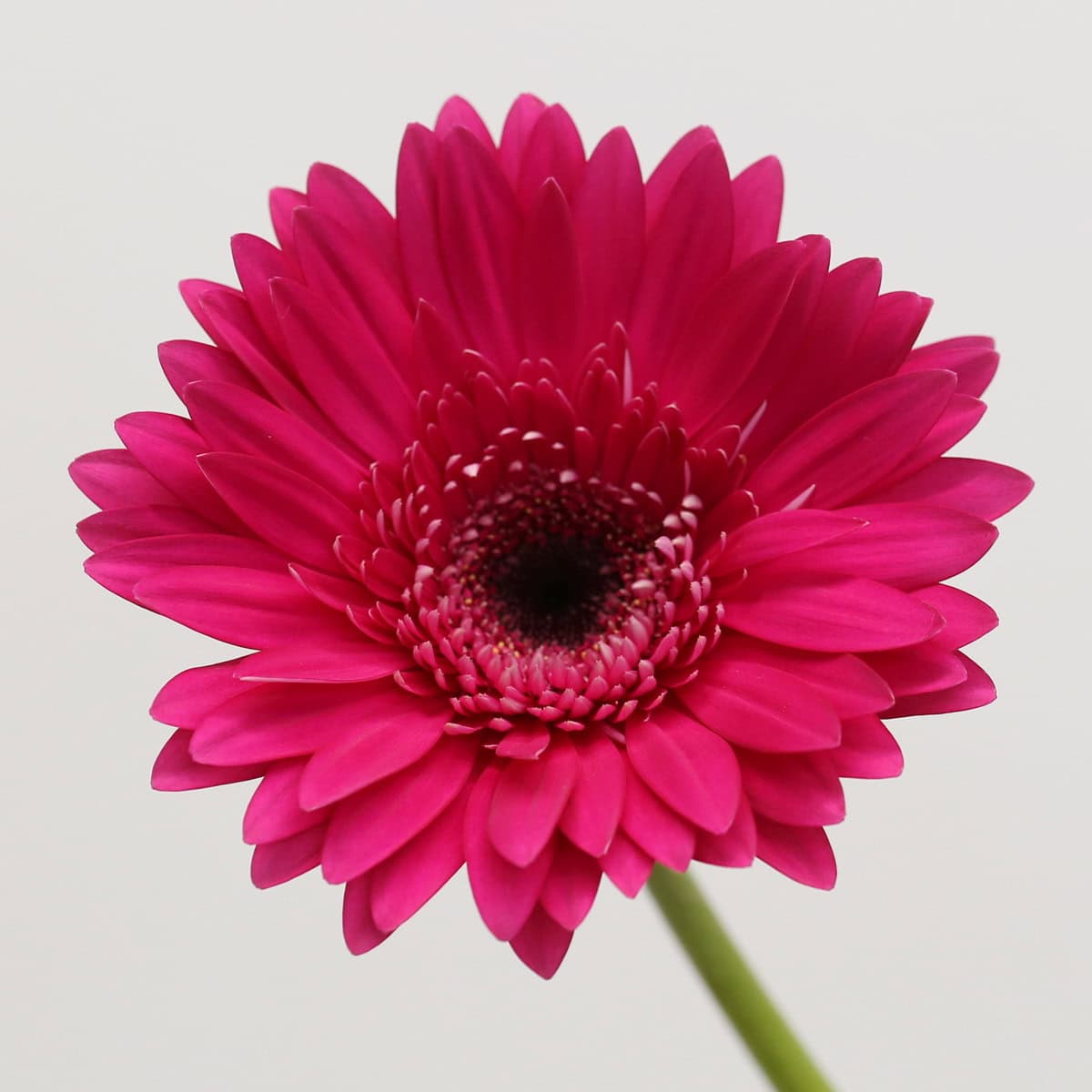 Gerbera Arcade hover
