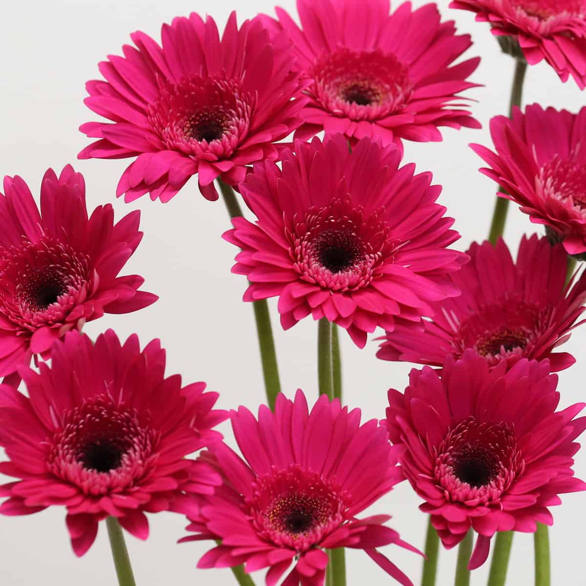 Gerbera Arcade fuchsia gerberas in bloom showing multiple bright pink flowers.