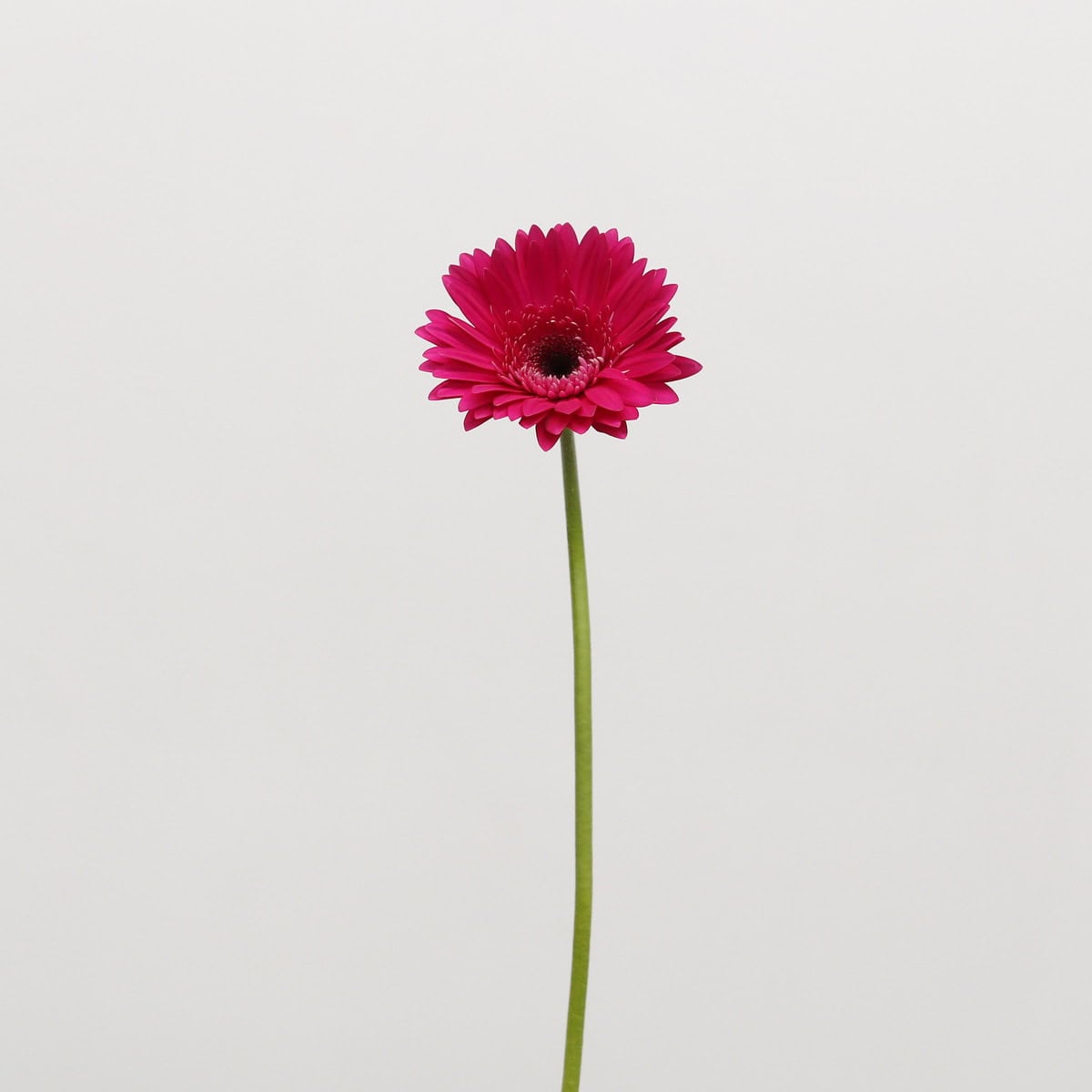 Single Gerbera Arcade fuchsia gerbera flower on a long stem.