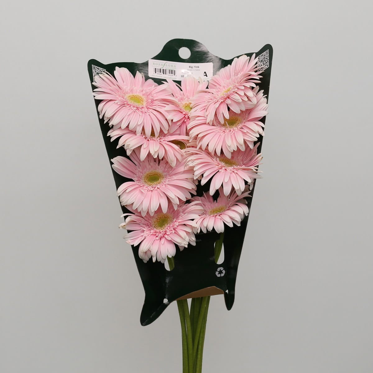 Bunch of Big Pink Gerbera flowers sold in bulk