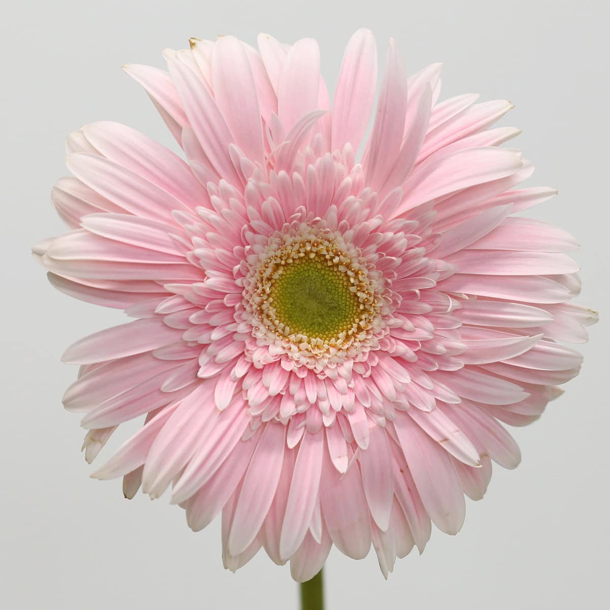 A collection of Big Pink Gerbera flowers showcasing the variety's soft pink coloration and large flower heads. These premium standard gerberas add brightness, texture, and elegance to bouquets, event décor, and floral arrangements.