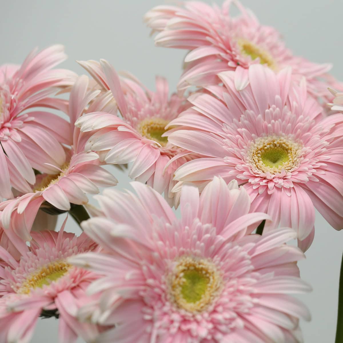 Cluster of Big Pink Gerbera flowers in bloom