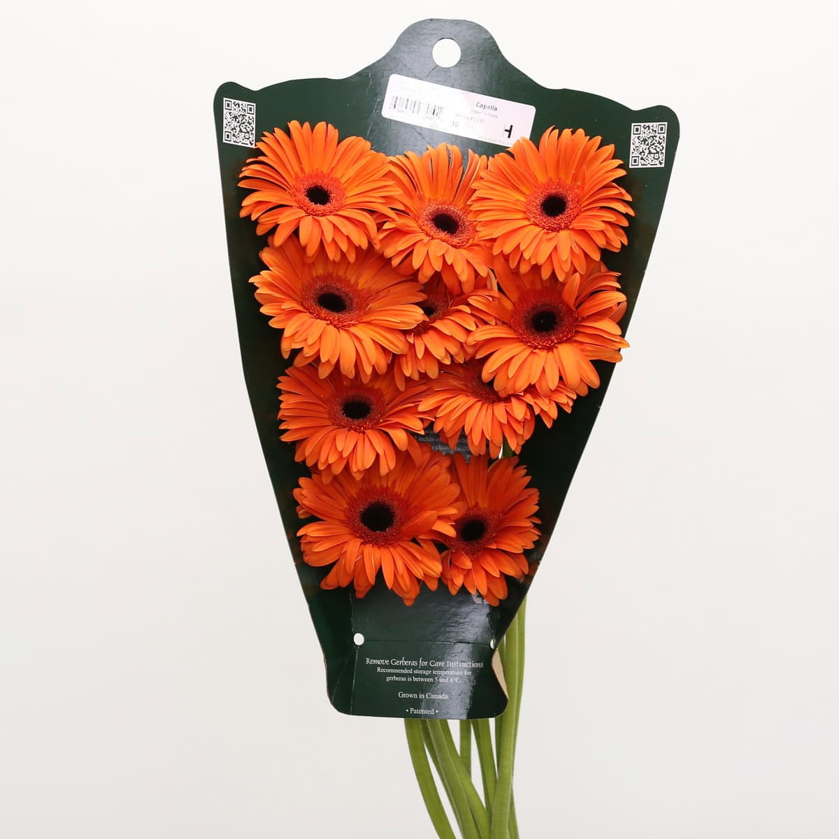Fresh-cut Gerbera Capella flowers featuring bright orange blooms and long stems. Ideal for wedding flowers, event décor, centerpieces, and large-scale floral installations.