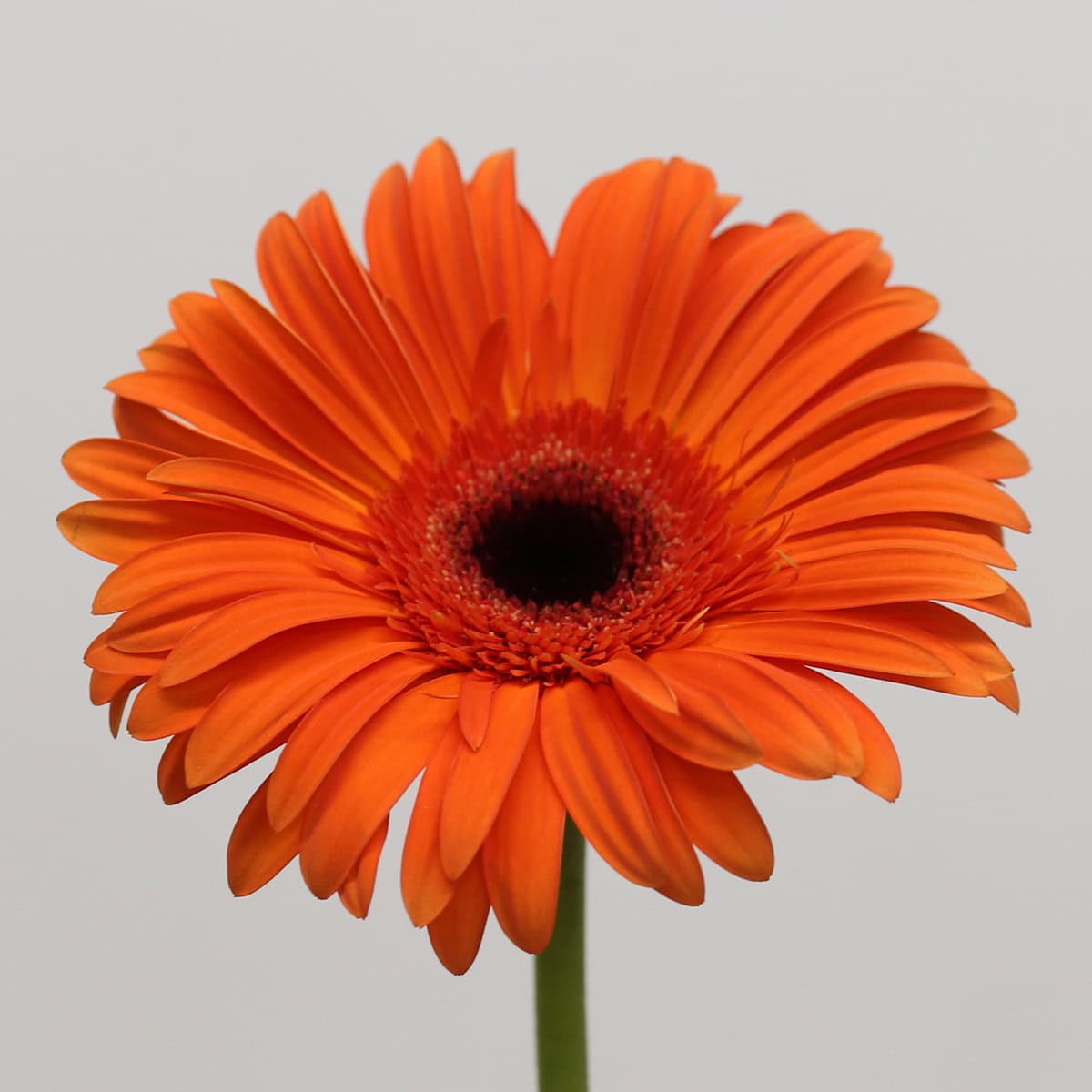 Gerbera Capella hover