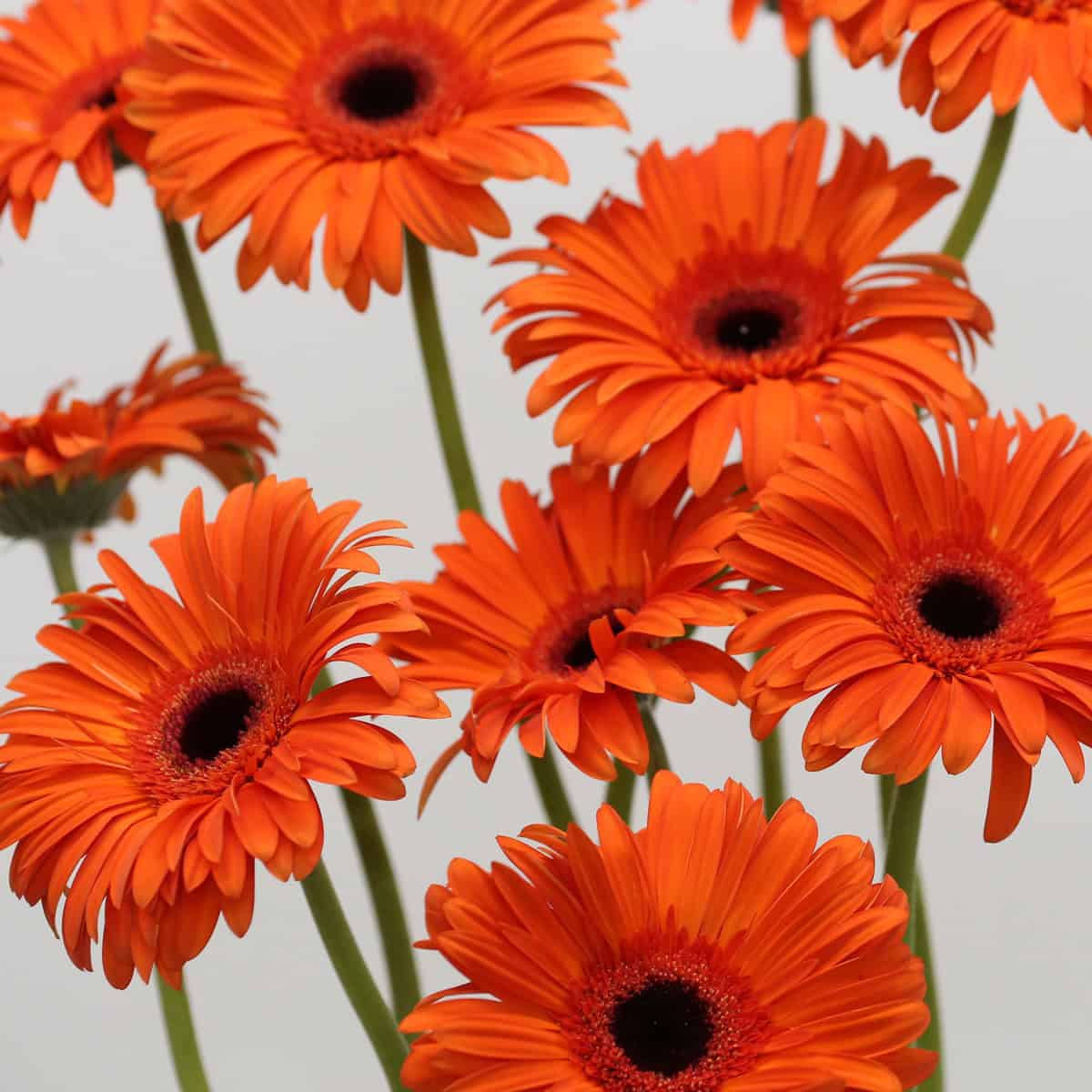 Orange Gerbera Capella flowers growing in a cluster