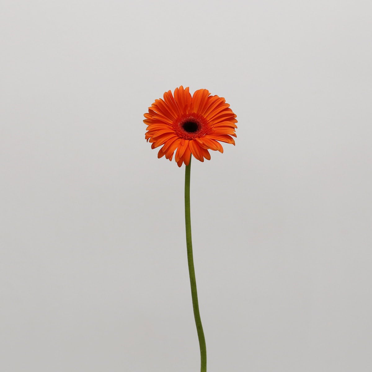 Single stem of orange Gerbera Capella flower