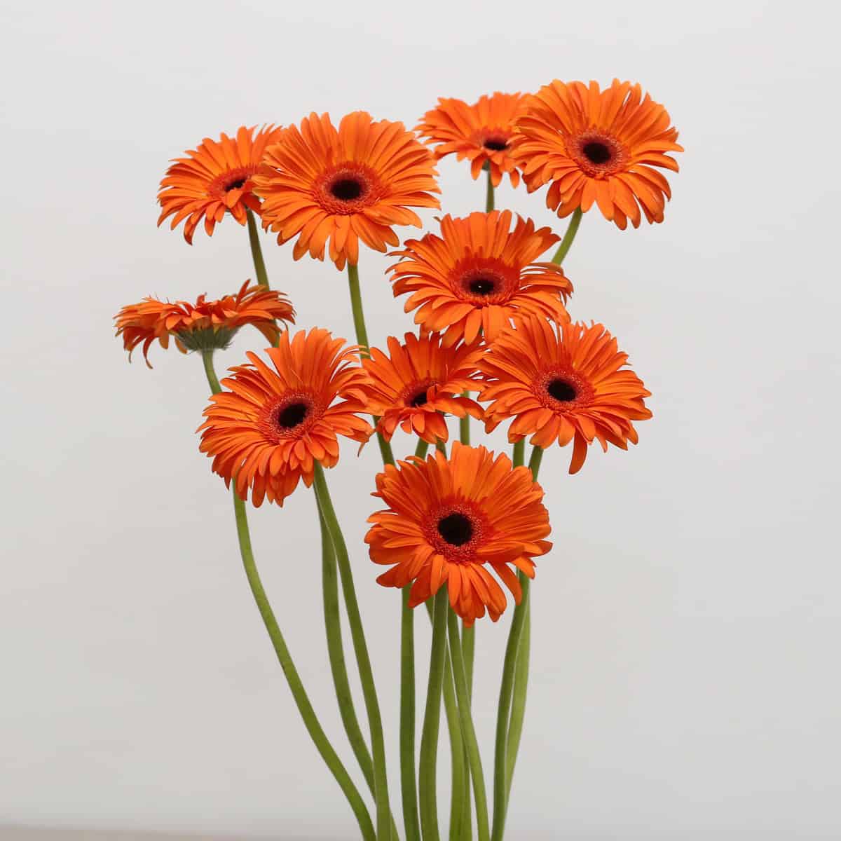 Gerbera Capella