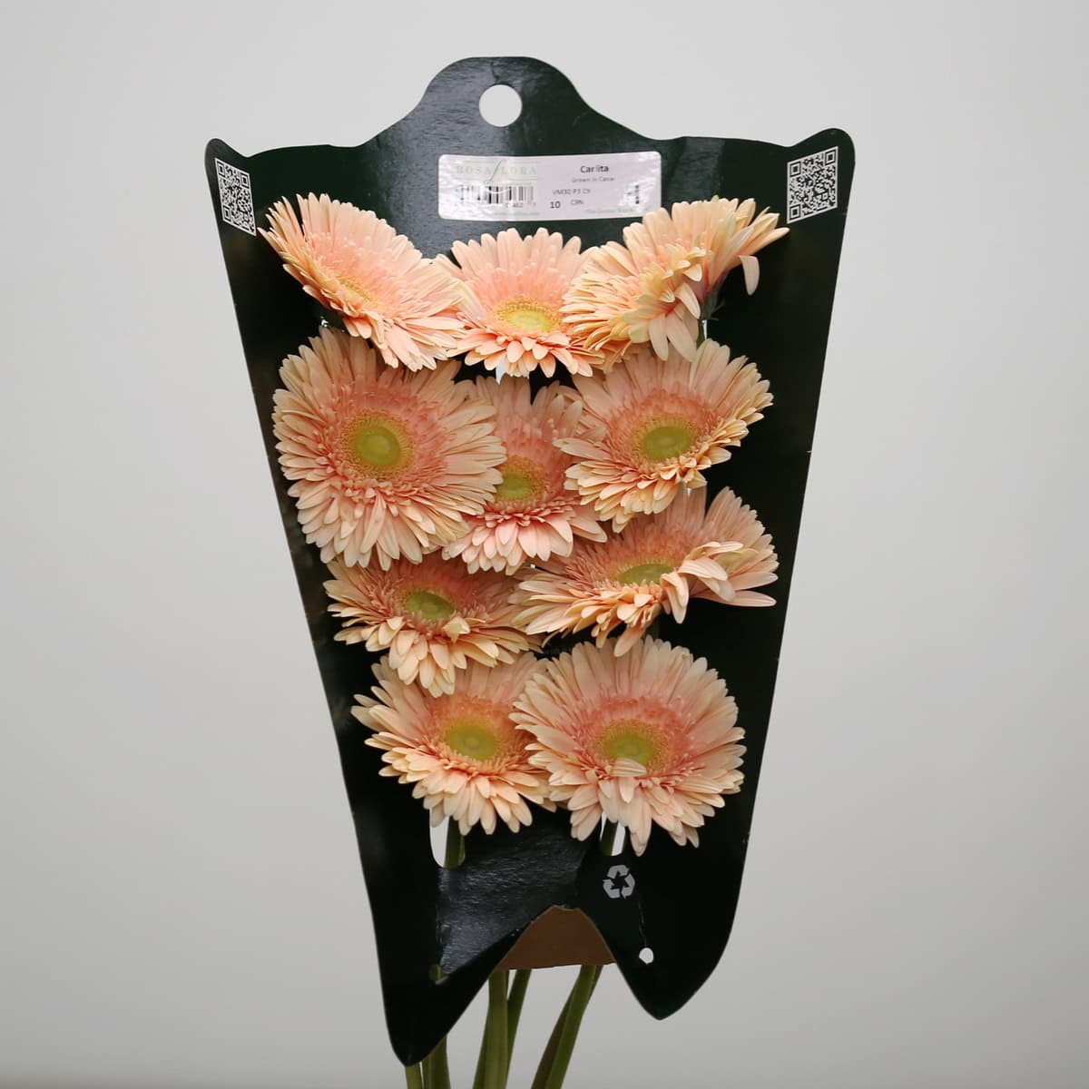 Bunch of Gerbera Carlita peach gerbera flowers packaged for wholesale and event use.