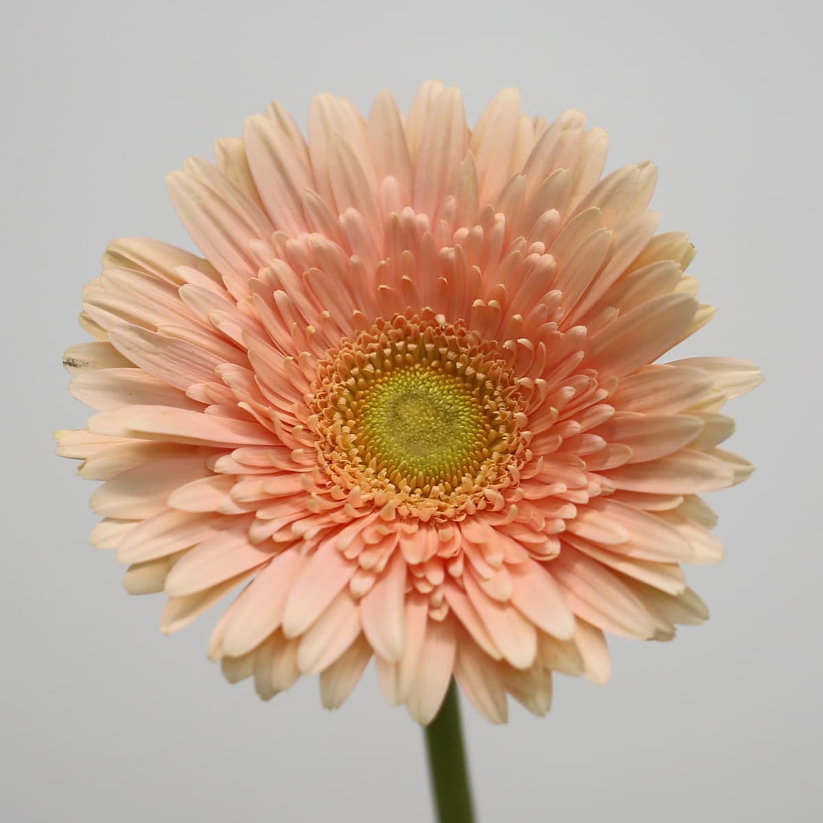Closeup of Gerbera Carlita peach gerbera flower with soft pastel petals grown in Canada.