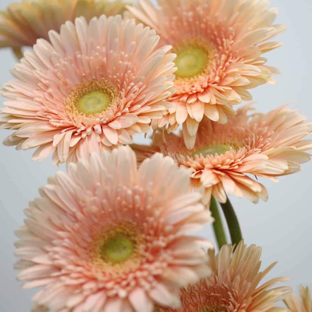 Cluster of Gerbera Carlita peach gerbera flowers with soft pastel blooms.