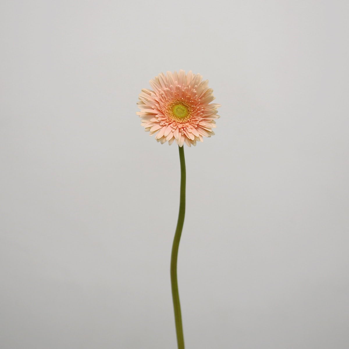 Single stem Gerbera Carlita peach gerbera flower grown in Canada.