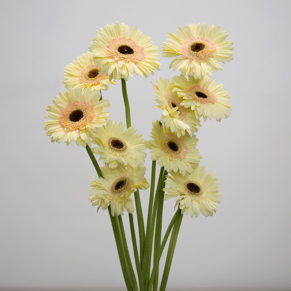 Gerbera Cartizze