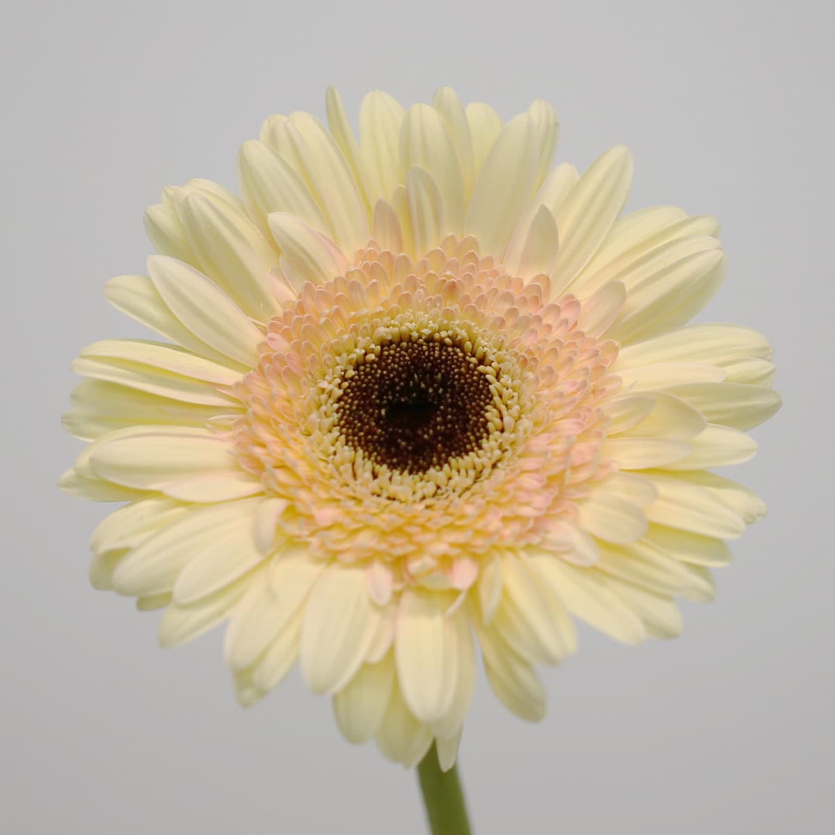Gerbera Cartizze hover
