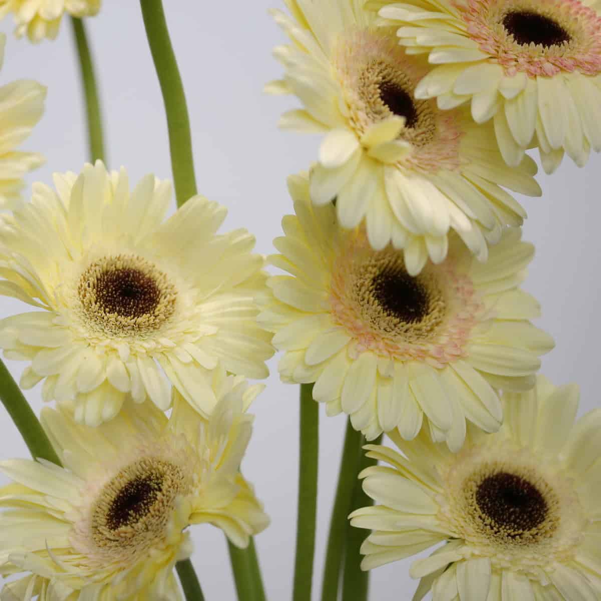 Cluster of Gerbera Cartizze flowers featuring soft cream petals and dark centers.