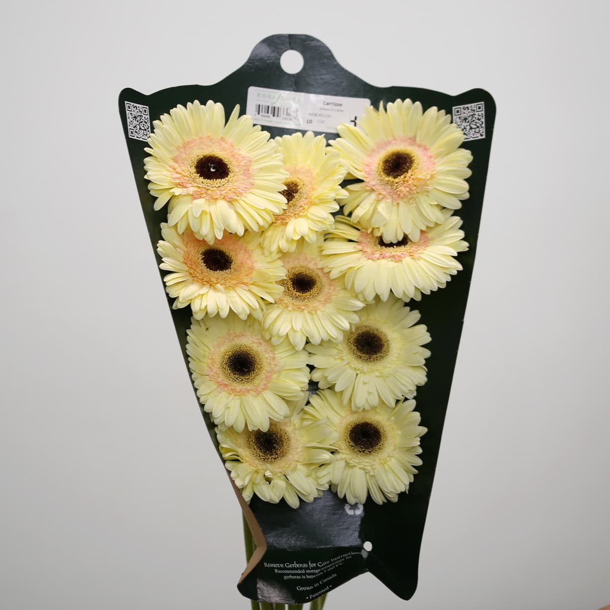 Bunch of Gerbera Cartizze flowers presented in a grower sleeve with cream-colored blooms and dark centers.