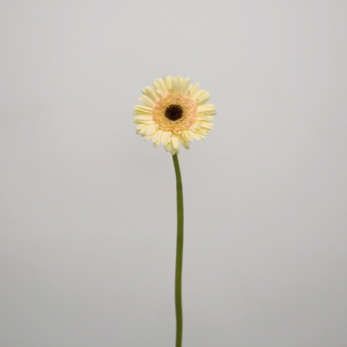 Single stem of Gerbera Cartizze featuring creamy ivory petals with a soft blush center and dark eye.