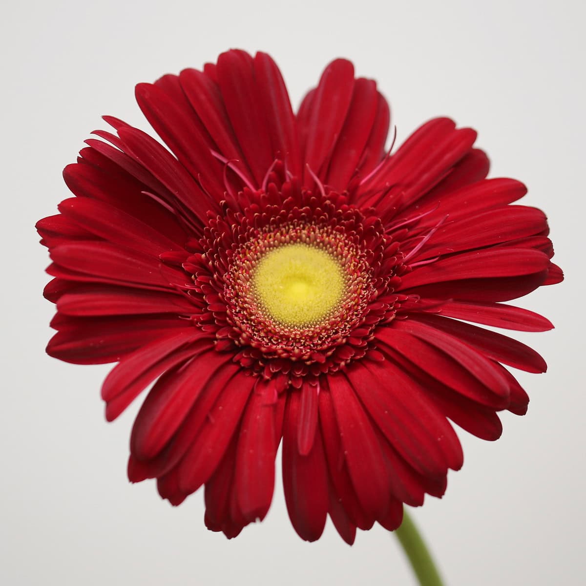 Closeup of a deep red Gerbera Irene flower with a light yellow center available from Fleurs en Vrac Montréal.