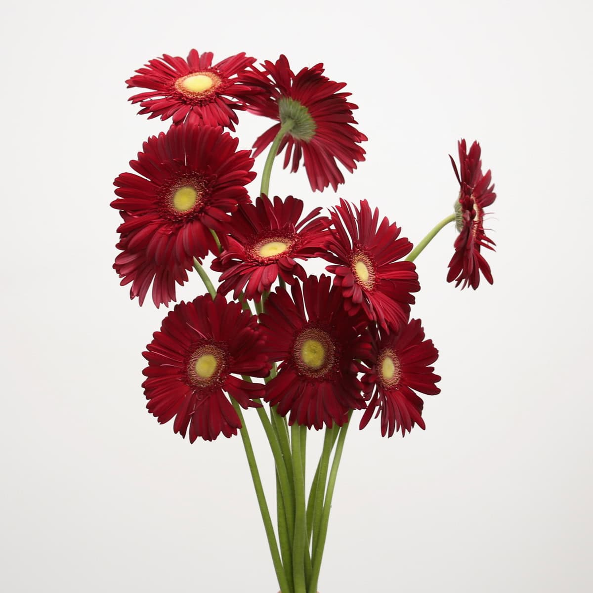 Gerbera Irene