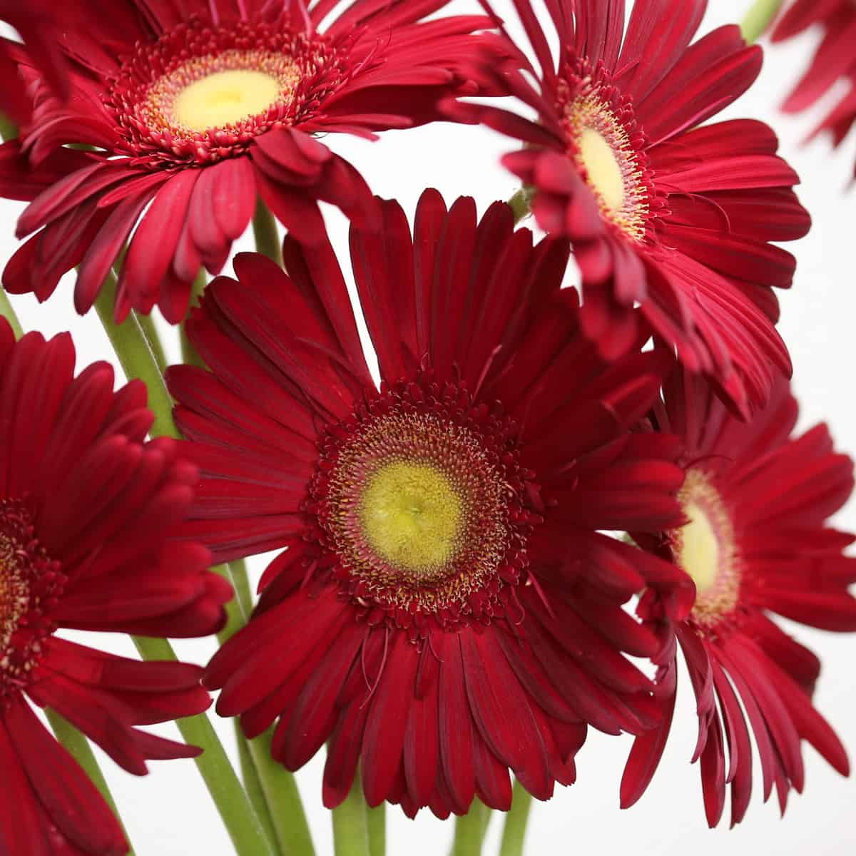 Cluster of Gerbera Irene deep red gerbera flowers with bright centers.