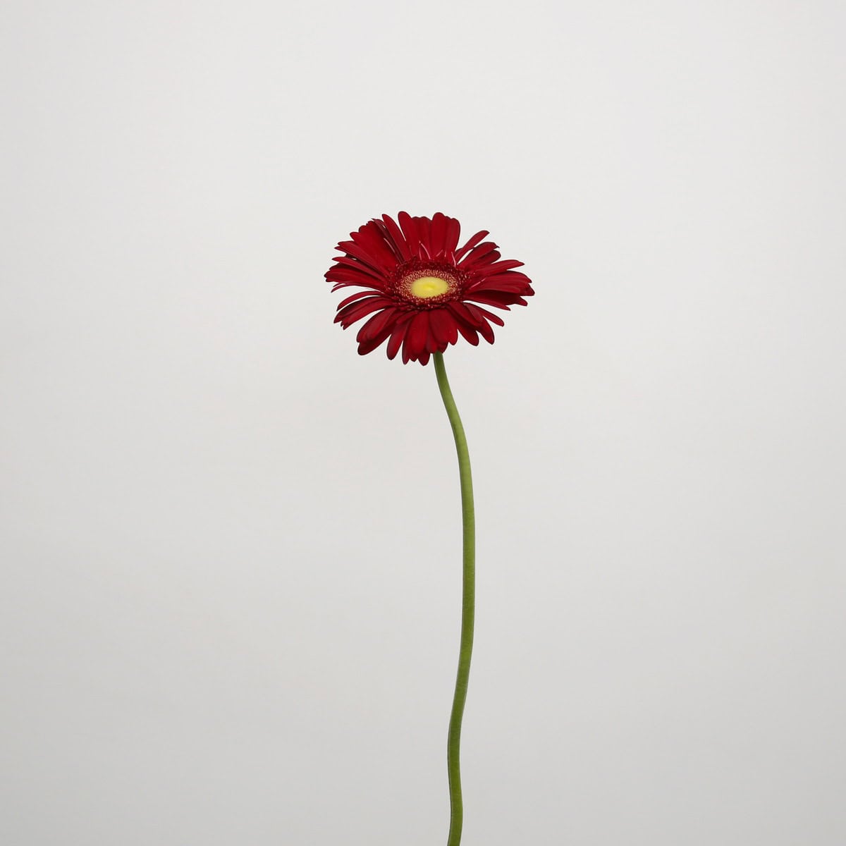 Single stem of Gerbera Irene deep red gerbera daisy on a clean background.