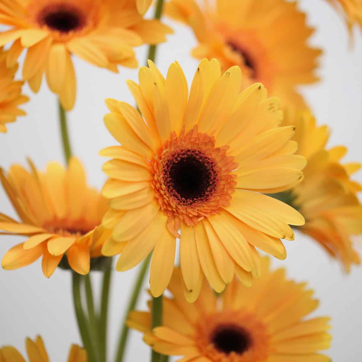 Cluster of orange Gerbera Jetset flowers with dark centers.