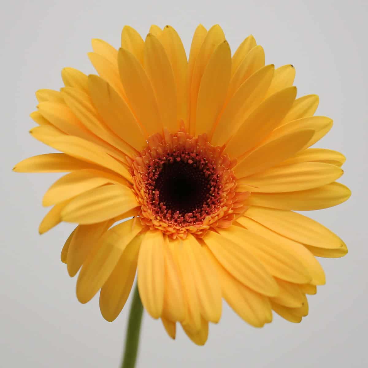 Gerbera Jetset hover