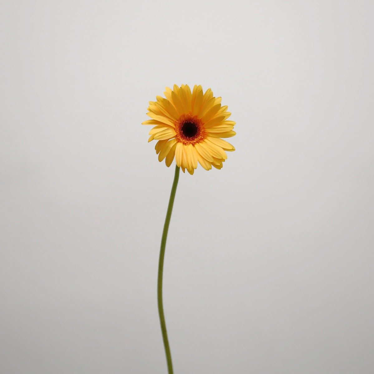 Gerbera Jetset orange flower with dark center on a single stem.
