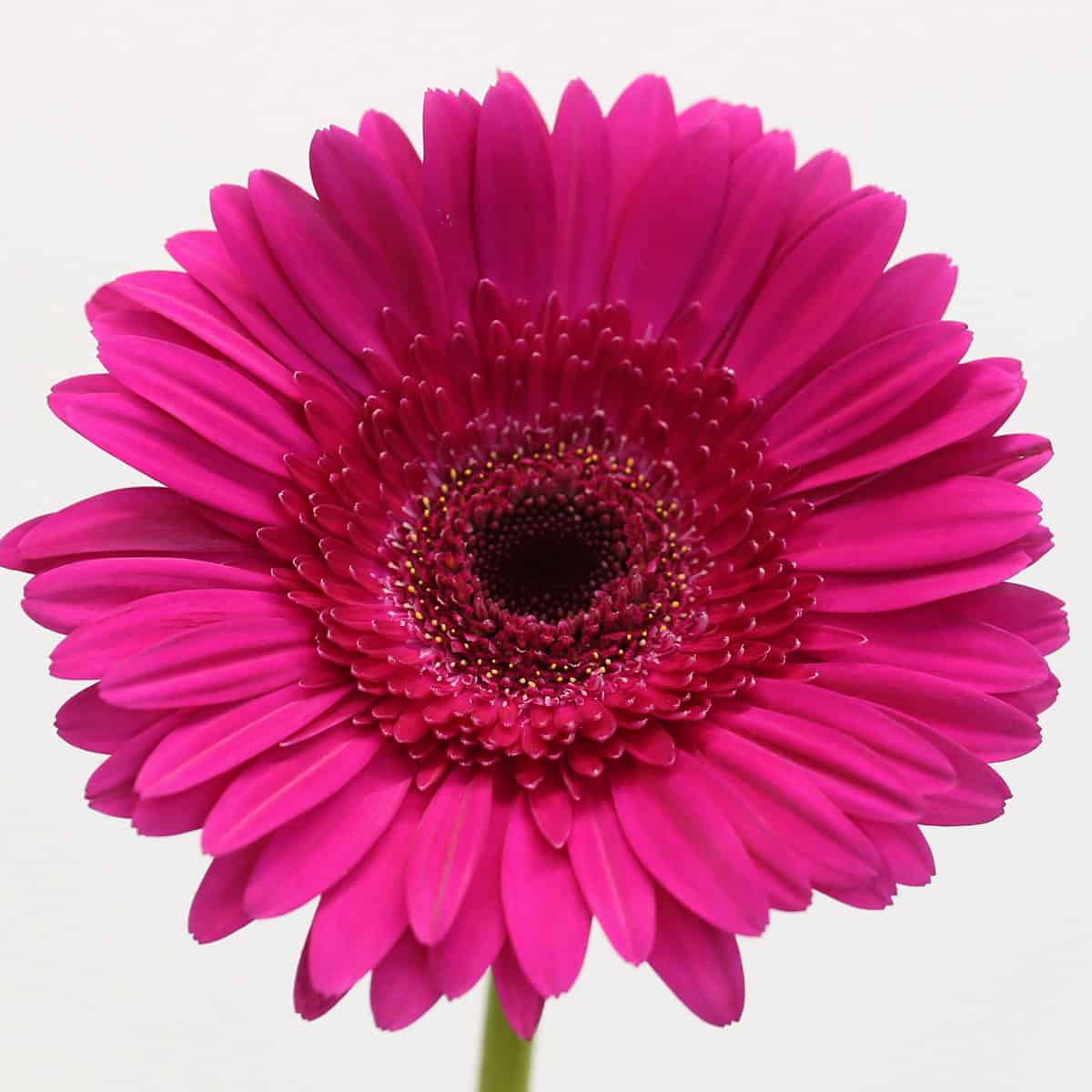 Gerbera Passoa hover