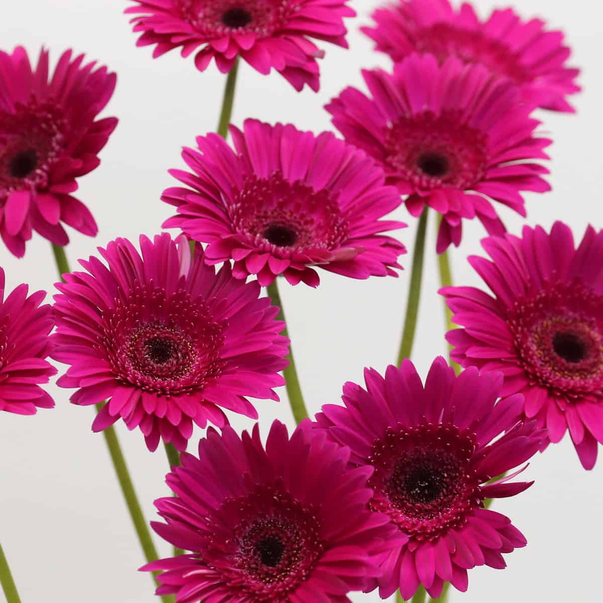 Cluster of Gerbera Passoa fuchsia gerbera flowers with bright pink blooms and long stems.