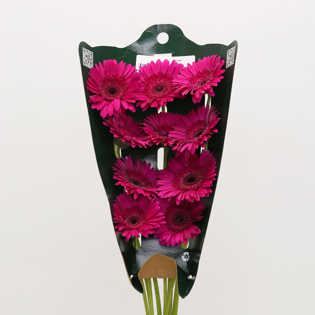 Bunch of Gerbera Passoa fuchsia bulk gerbera flowers in protective shipping sleeve from Rosa Flora.