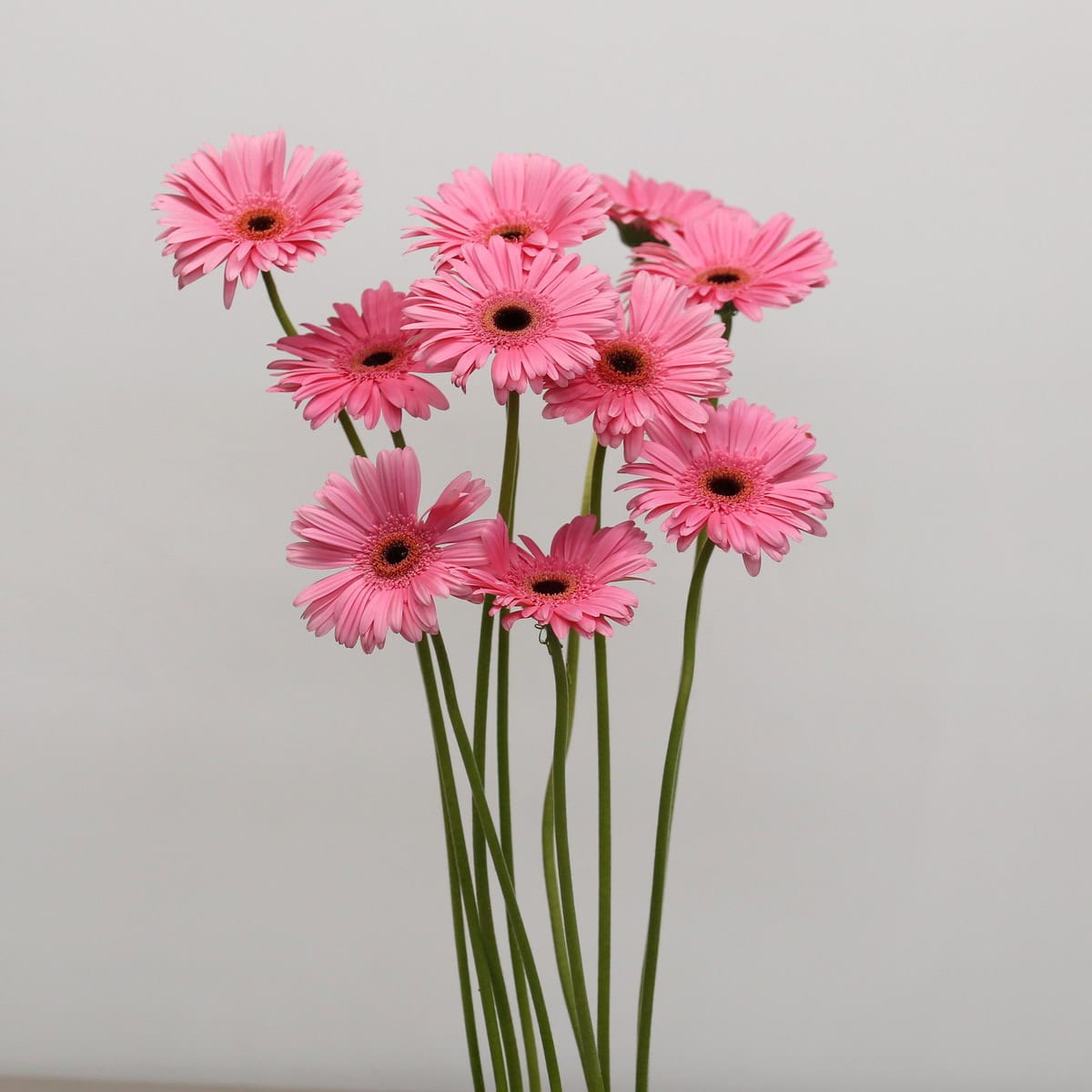 Gerbera Pre-Intenzz