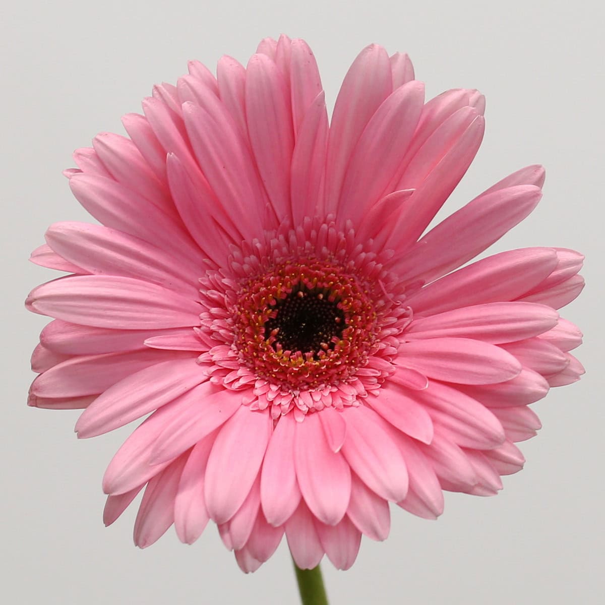 Gerbera Pre-Intenzz hover