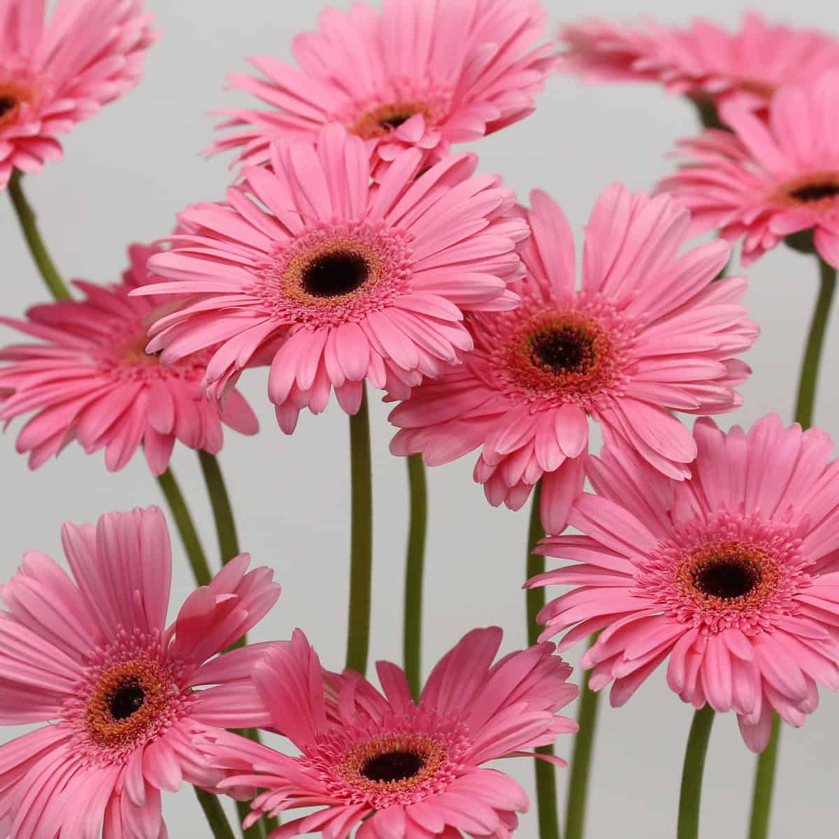 Cluster of Gerbera Pre-Intenzz pink flowers with dark centers