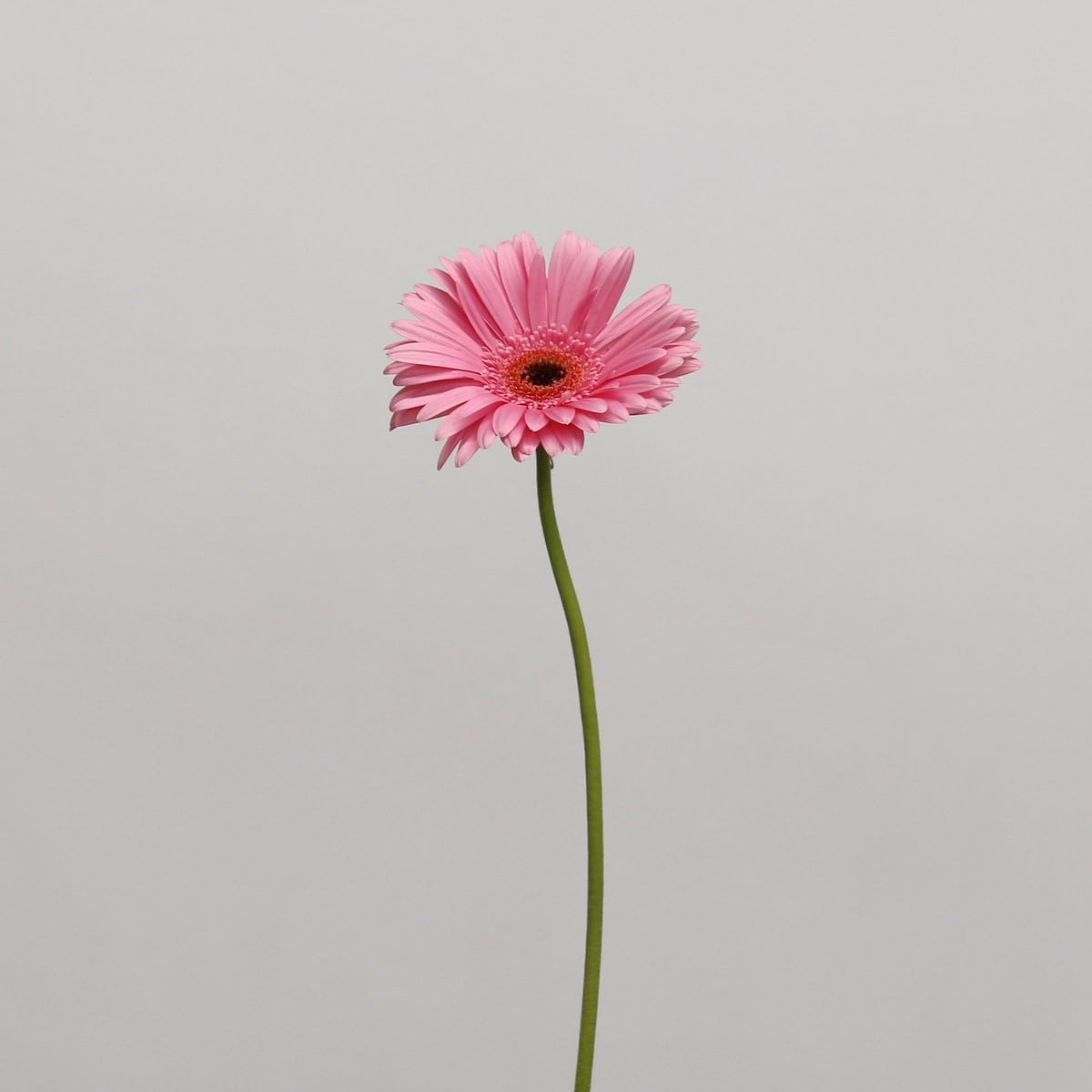 Single stem Gerbera Pre-Intenzz flower with bright pink petals
