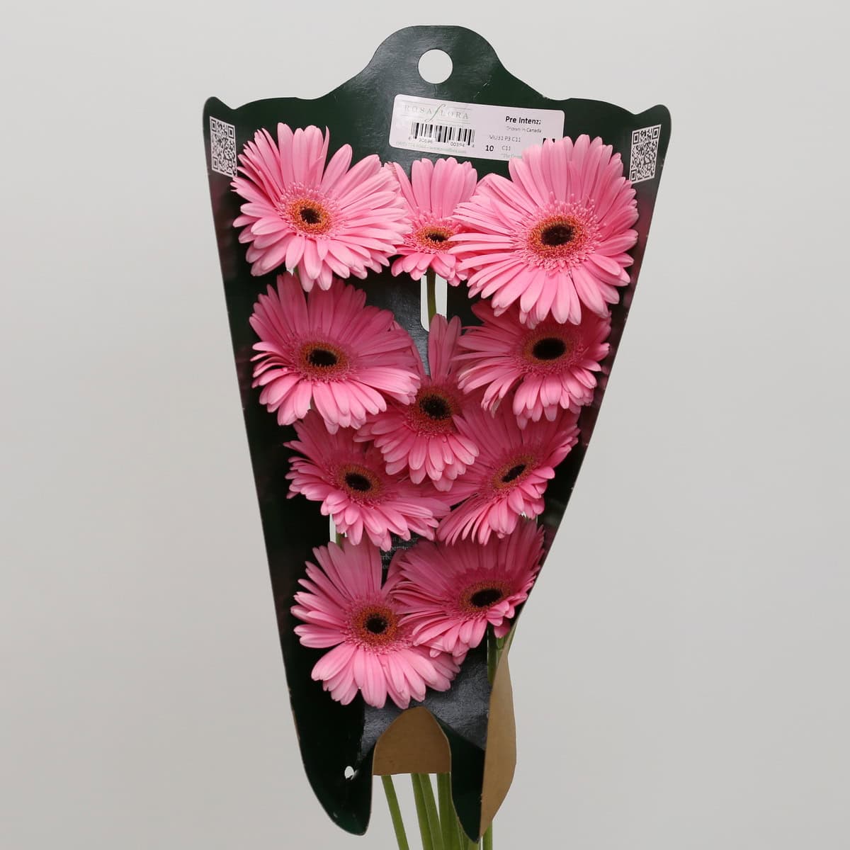 Bunch of Gerbera Pre-Intenzz flowers in protective floral sleeve