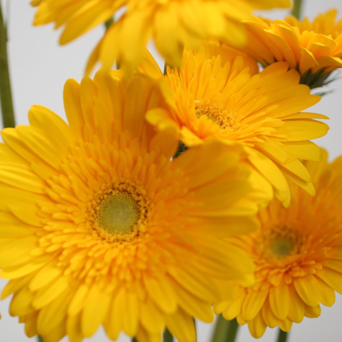 Close-up of bright yellow Gerbera Sol flowers with layered petals and green-yellow centers.