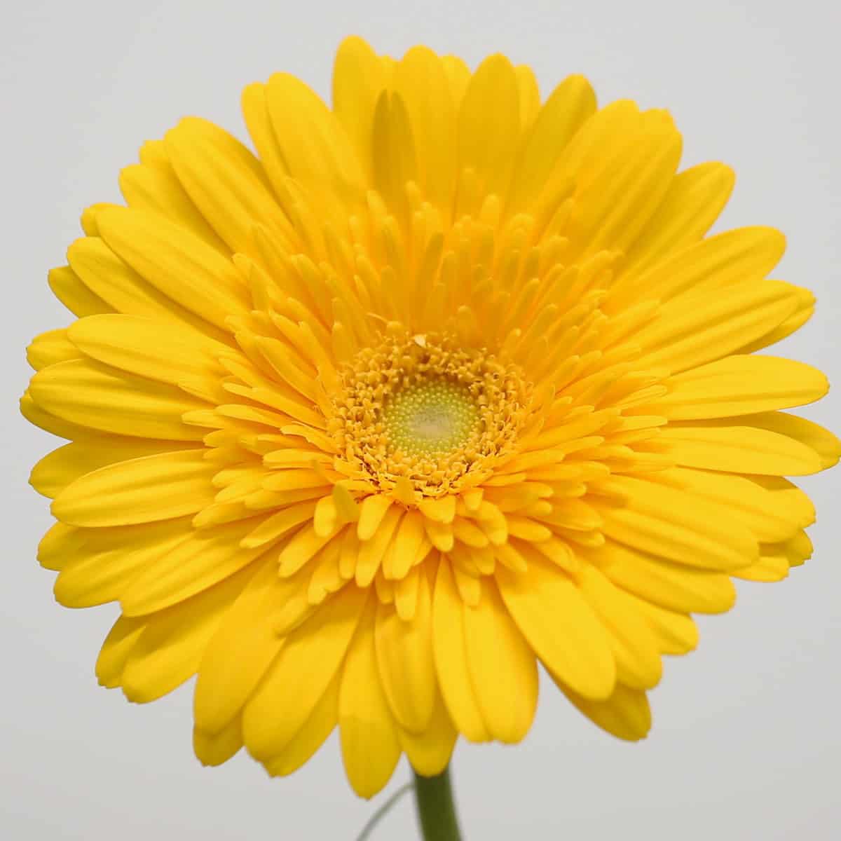 Gerbera Sol hover